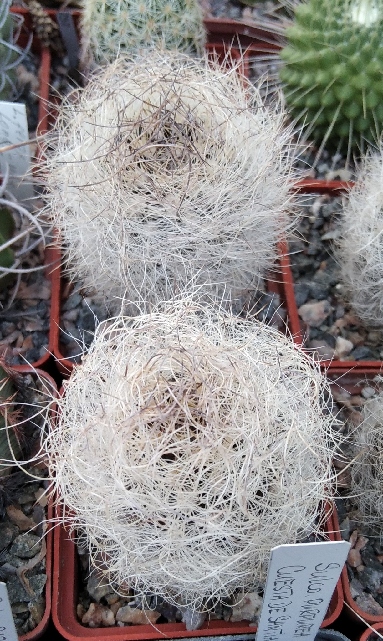 Neoporteria senilis -s