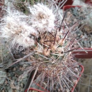 Austrocactus patagonicus x bertinii JN401 -seeds-семена-
