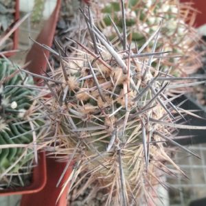 Austrocactus patagonicus x Austrocactus peninsula -Valdes, Chubut -seeds-семена-
