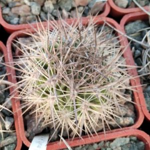 Neoporteria  multicolor KK48 -MG-