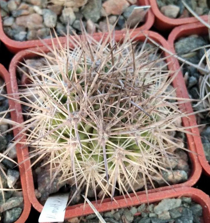 Neoporteria  multicolor KK48 -MG-