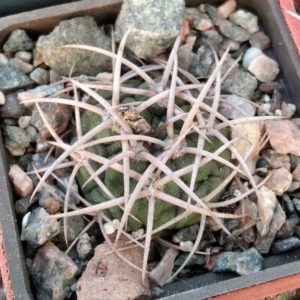 Gymnocalycium castelanosii v. rigidum -Tama-