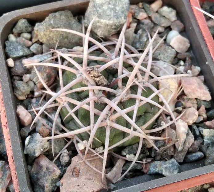 Gymnocalycium castelanosii v. rigidum -Tama-
