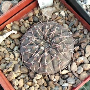Gymnocalycium  triacanthum HV130.1 -s