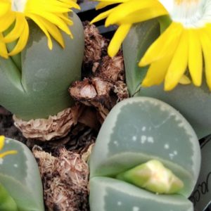 Lithops olivacea C107 -seeds-семена-