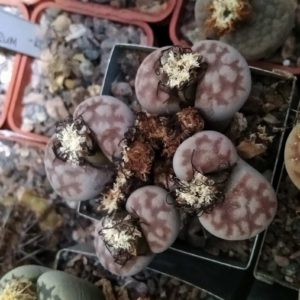 Lіthops karasmontana v. sumitatum -seeds-семена-