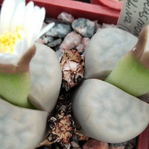 Lіthops karasmontana v. opalina -seeds-семена-