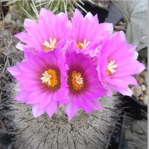 Gymn. beguinii ssp. senilis MK87.259 -seeds-семена- s