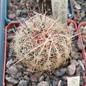 Thel. bicolor v. flavidispinus SB424 -nice form-