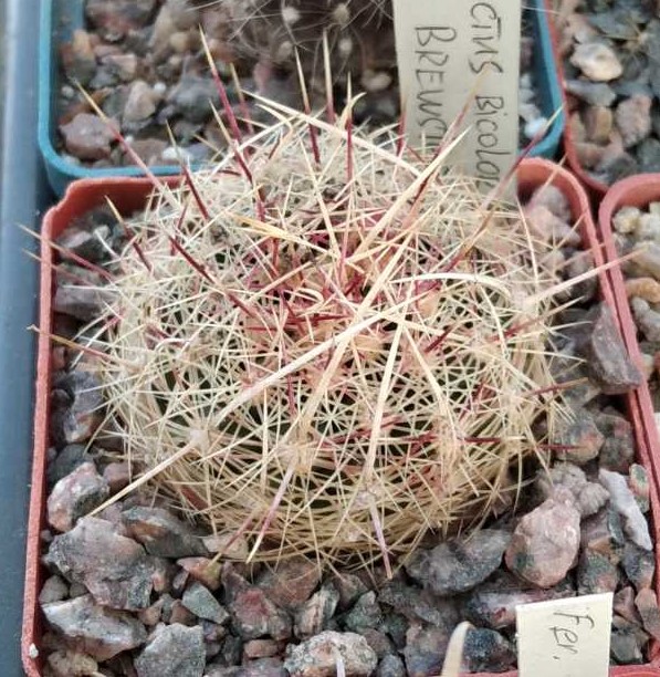 Thel. bicolor v. flavidispinus SB424 -nice form-