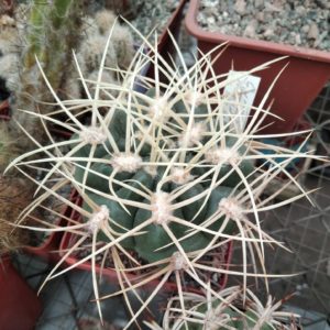 Gymnocalycium  monvillei v. steineri -seeds-семена-