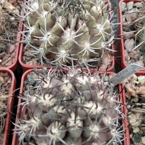 Neochilenia fusca -MG- seeds-семена-