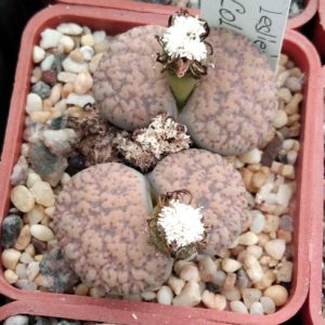 Lithops lesliei v. hornii C015 -seeds-cемена-