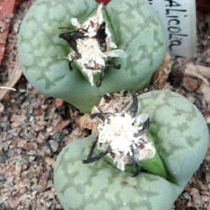 Lithops salicola cv."Malachite"- seeds-семена-