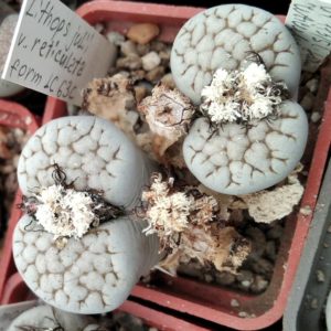 Lithops julii v. reticulata form C63c -seeds-семена-