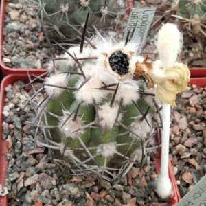 Copiapoa "Lizard Skin" x bridgesii -seeds-семена-