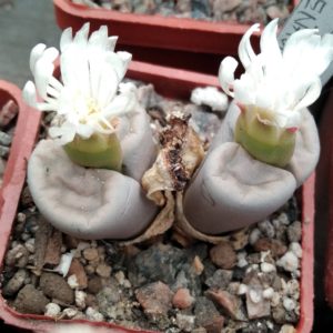 Lithops karasmontana f. "Gruenau" -seeds-семена-