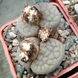 Lithops hokkeri v. subfenestrata C175 -seeds-семена-