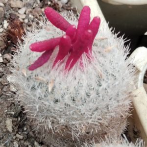 Epithelantha gregii SB1112 -seeds-семена-