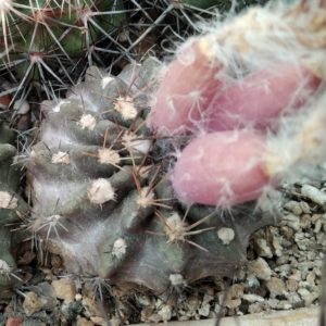 Pyrrhocactus  gracilis FR495 -seeds-семена-