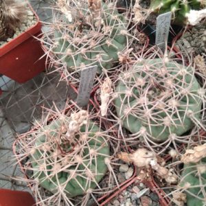 Gymnocalycium guanchinense v. mirandaense LF16a -seeds-семена-