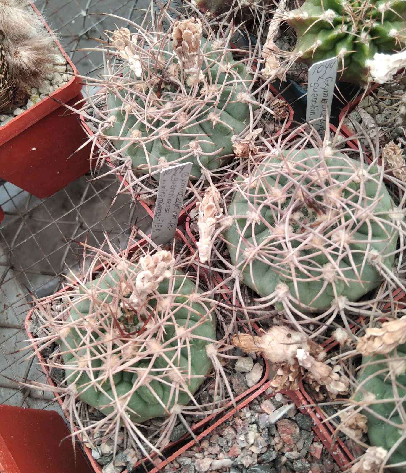 Gymnocalycium guanchinense v. mirandaense LF16a -seeds-семена-