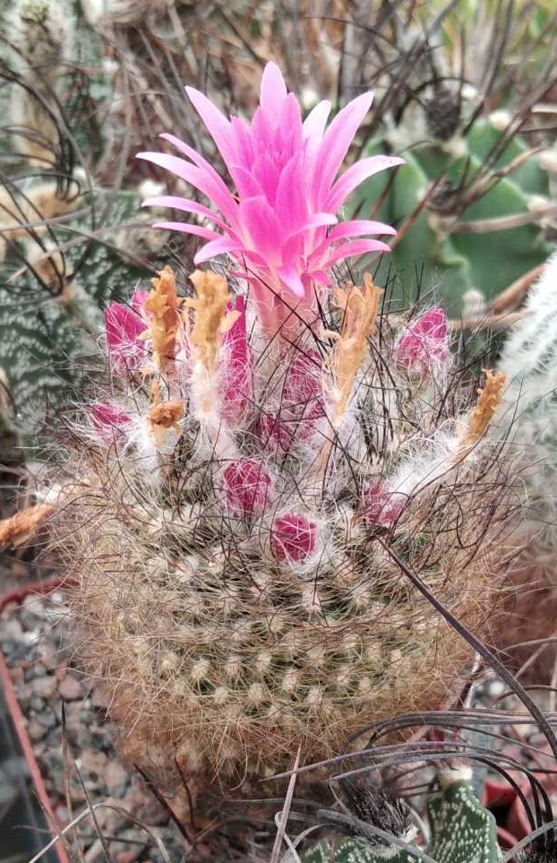 Neoporteria villosa v. cephalophora -MG- rare- seeds-семена-