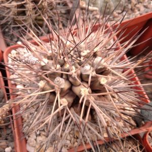 Gymnocalycium stuckertii L439 -seeds-семена-