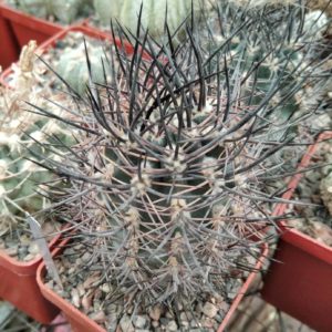 Pyrrhocactus strausianus f. pachacoensis LF165 -seeds-семена-