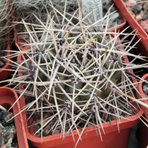 Gymnocalycium  gibbosum v. ferox JPR54-121 -seeds-семена-