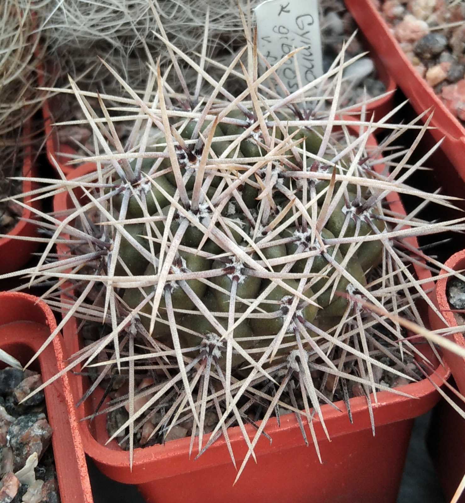 Gymnocalycium gibbosum v. ferox JPR54-121 -seeds-семена-