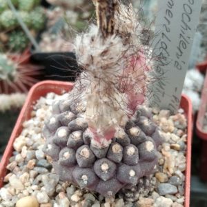 Neochilenia esmeraldana MT06-011 -Piltz- seeds-семена-