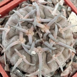 Gymnocalycium  asterium  v. paucispinum -super spines-насіння-seeds-