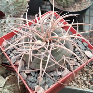 G. asterium -super spines x cardenasianum -seeds-сeмена-