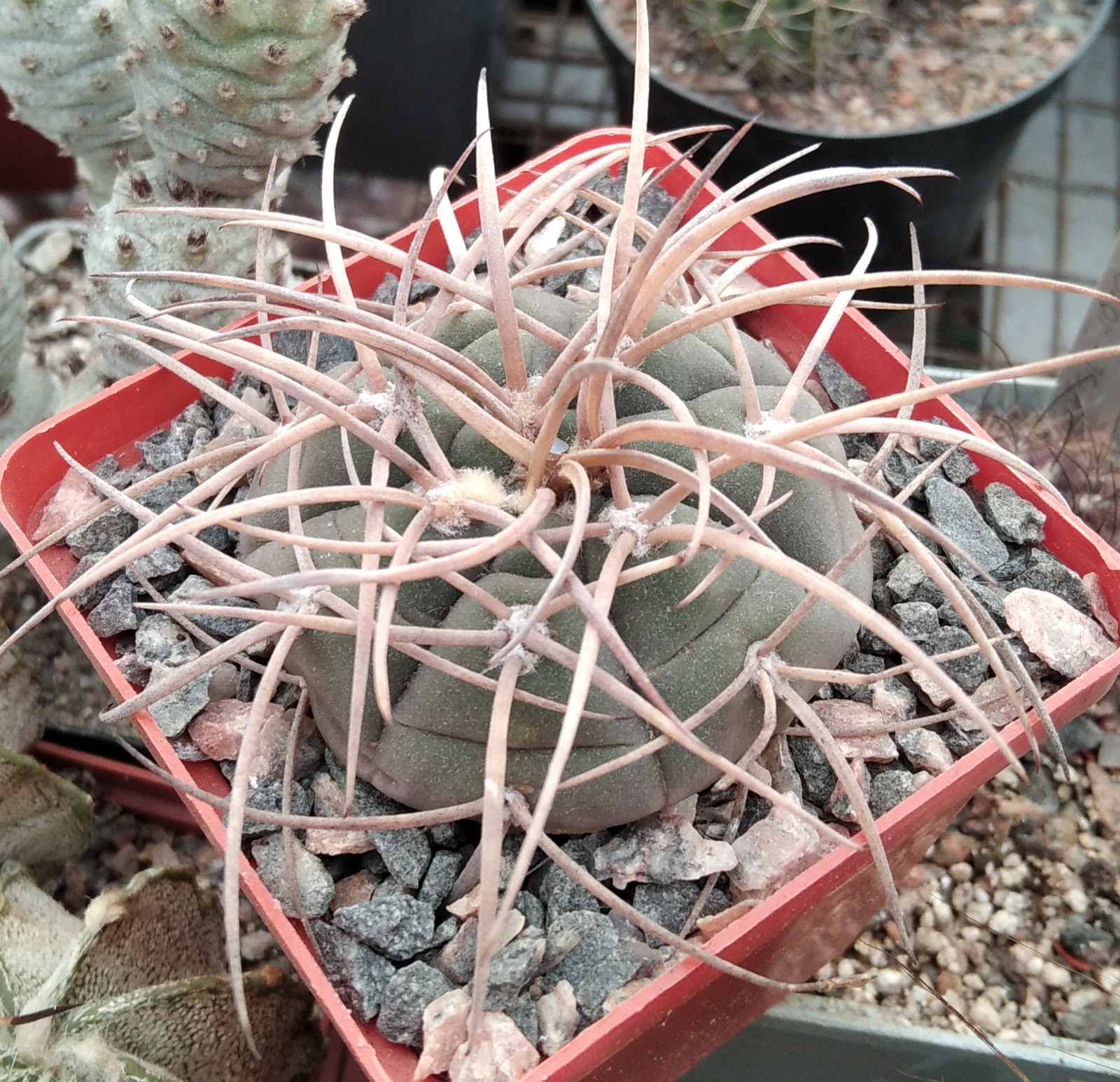 G. asterium -super spines x cardenasianum -seeds-сeмена-