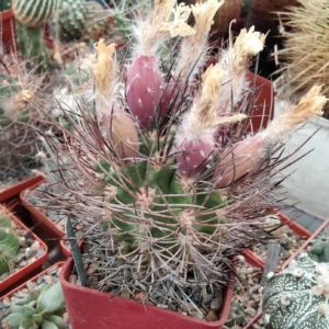 Neoporteria  hankeana -seeds-семена-