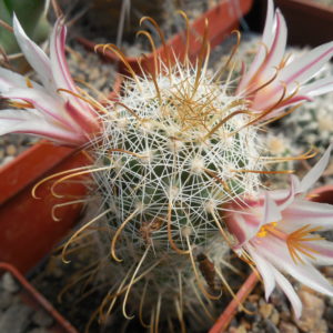 Mammillaria  aff. hutchisoniana SB1655 -seeds-семена-