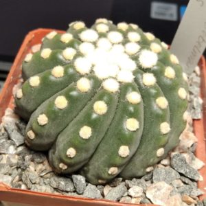 Notocactus uebelmanianus f. inermis x uebelmanianus -seeds-семена-
