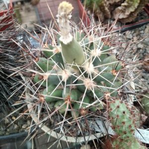Coryphantha scheeri v. robustispina SB728 -seeds-семена-