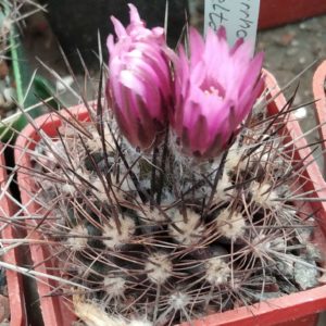 Neoporteria taltalensis KK1172 -насіння-seeds-