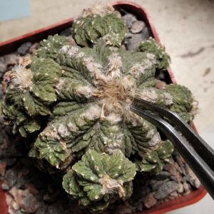 Aztekium ritterii -генотип №3- насіння- seeds-