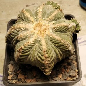 Aztekium ritterii -генотип №1- насіння- seeds-