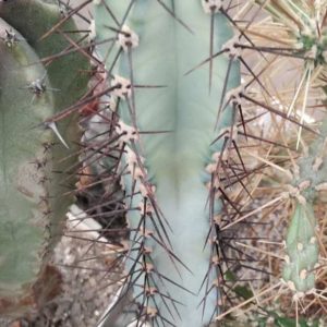 Cereus forbesii -Piltz- s