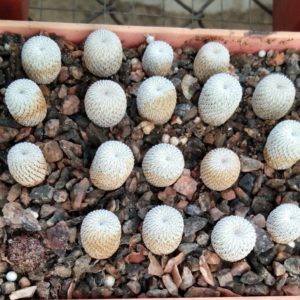 Epithelantha micromeris -сіянці -