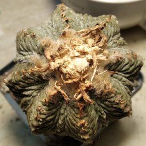 Aztekium ritterii -генотип №5- насіння- seeds-