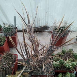 T. articulatus v. papyracanthus f. nigrispinus -дітки-