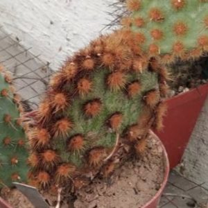 Opuntia azurea -rare- дітки-