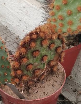 Opuntia azurea -rare- дітки-