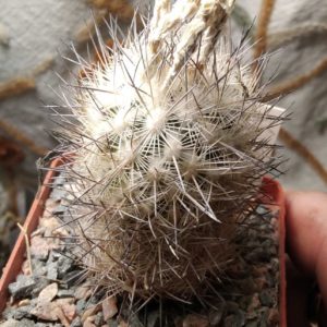 Echinomastus durangensis PC-90 - насіння-seeds-