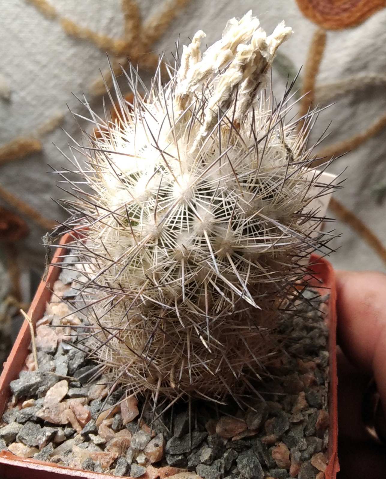 Echinomastus durangensis PC-90 - насіння-seeds-